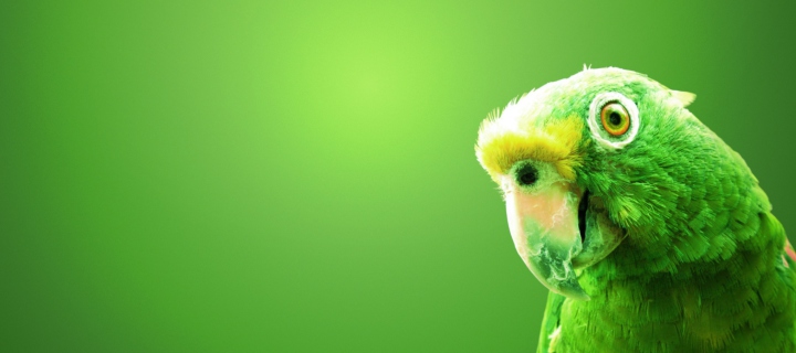 Green Parrot screenshot #1 720x320