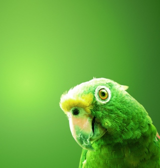 Green Parrot sfondi gratuiti per iPad mini 2