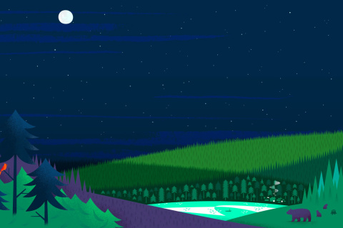 Das Graphics night and bears in forest Wallpaper 480x320