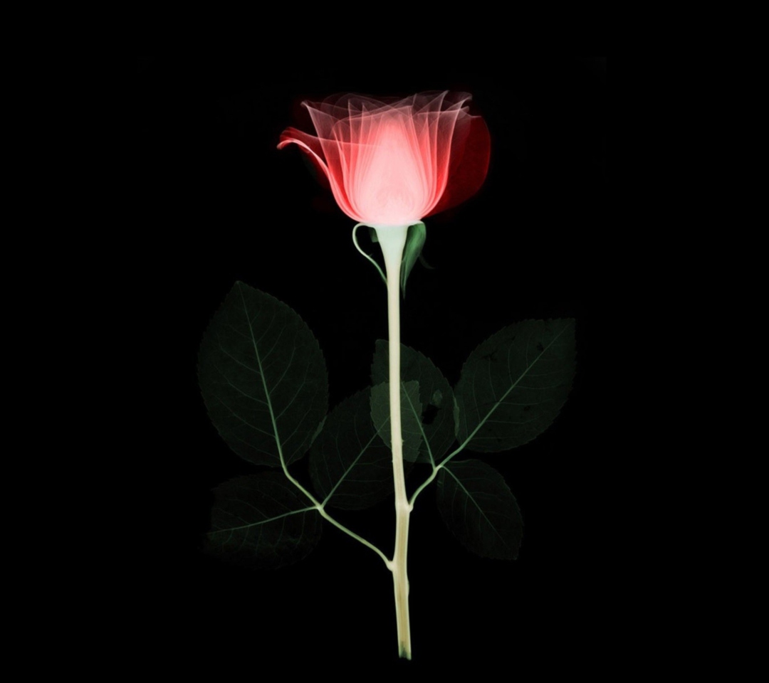 Das Tender Rose Wallpaper 1080x960
