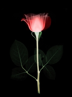 Tender Rose wallpaper 240x320