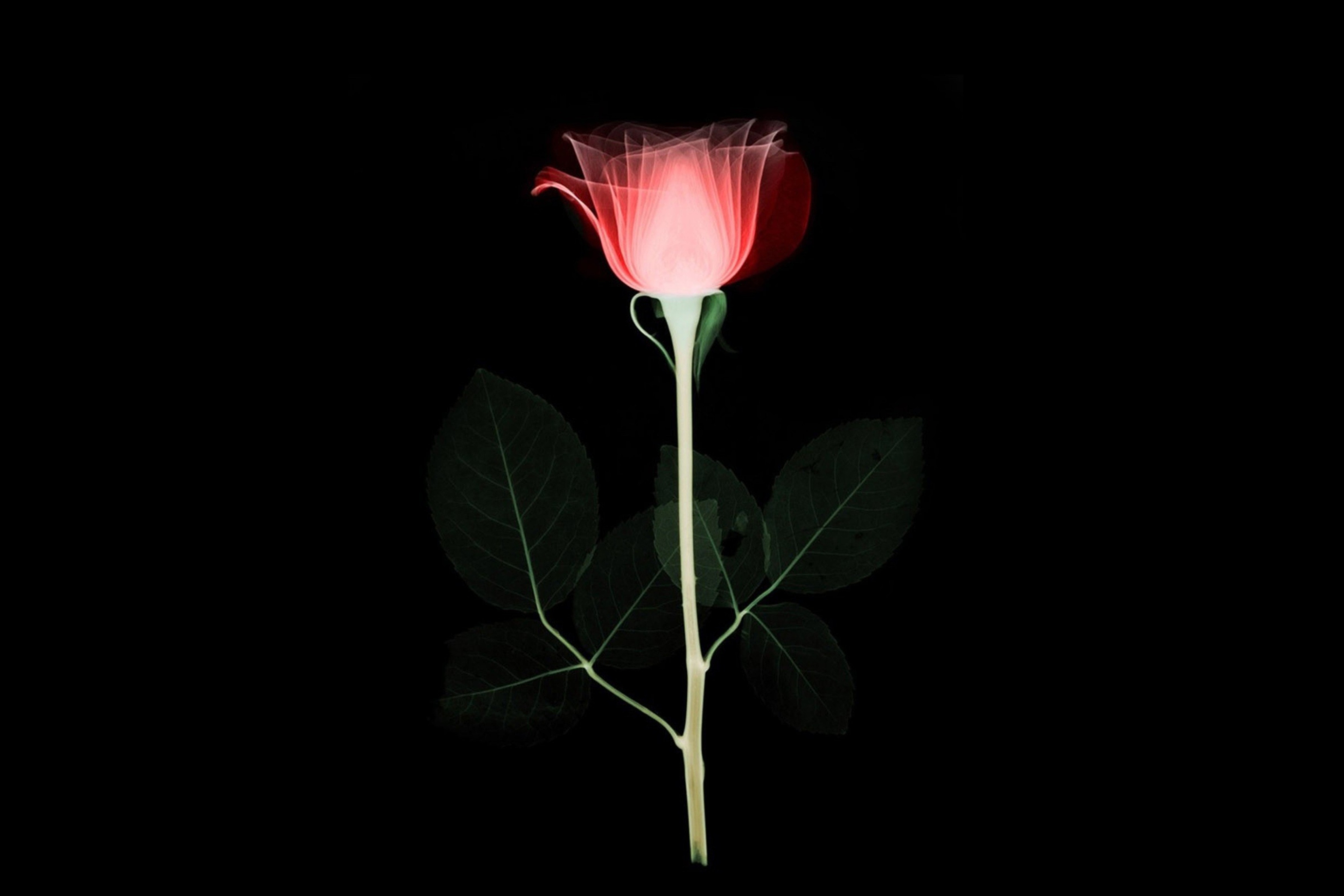 Tender Rose wallpaper 2880x1920