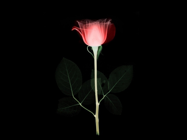 Das Tender Rose Wallpaper 640x480