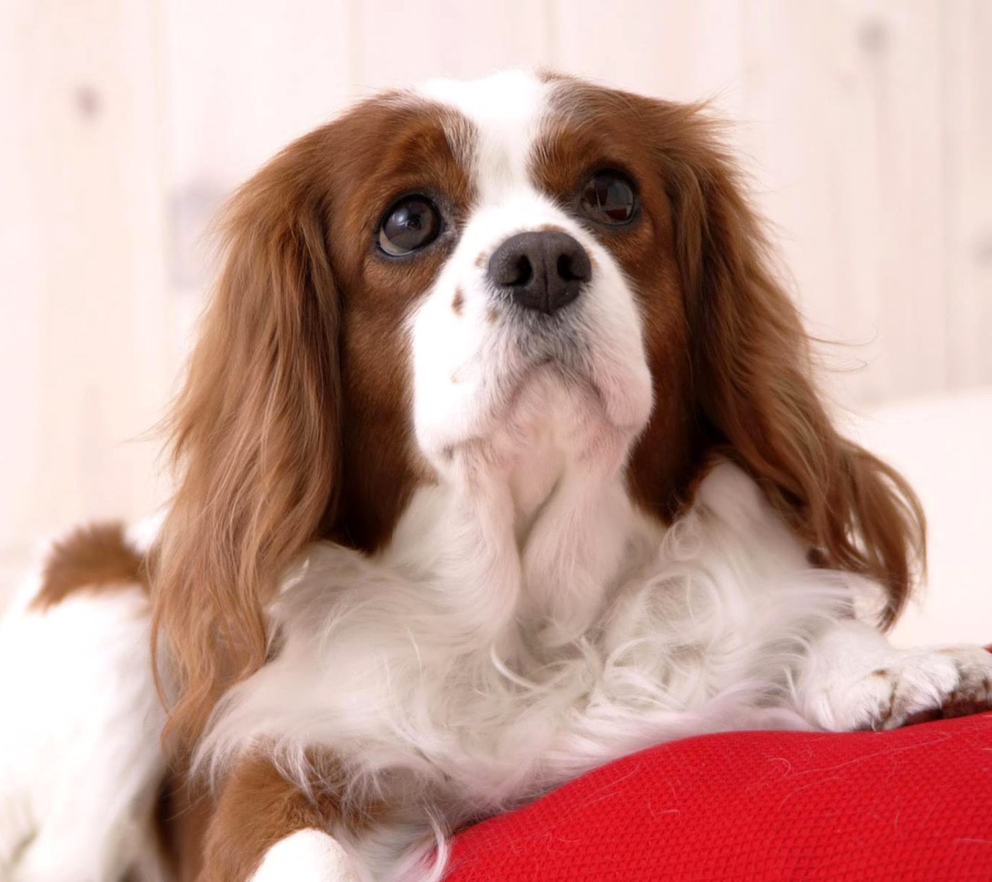 White Cocker Spaniel screenshot #1 1440x1280