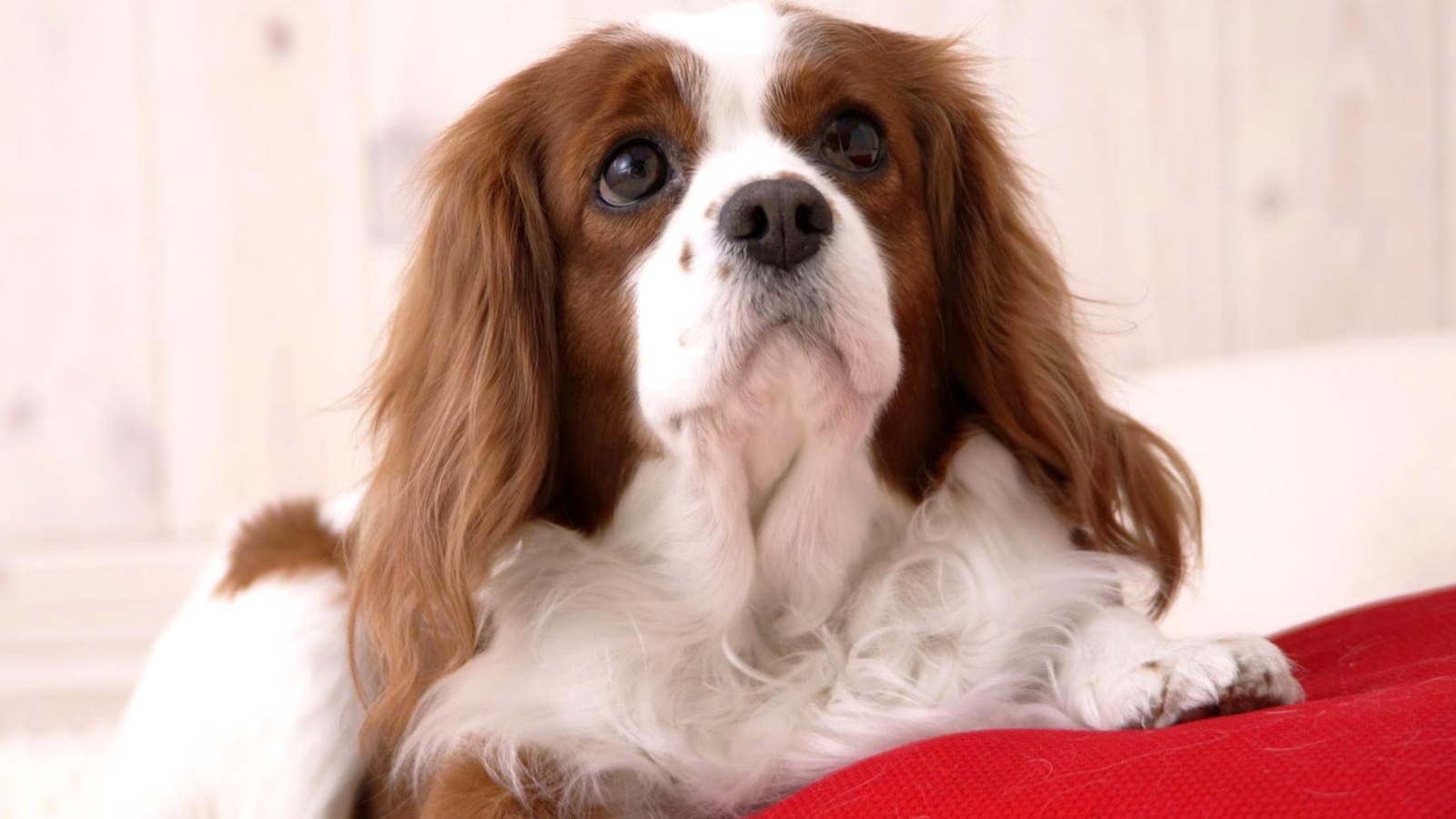 White Cocker Spaniel screenshot #1 1600x900