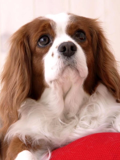 White Cocker Spaniel screenshot #1 480x640