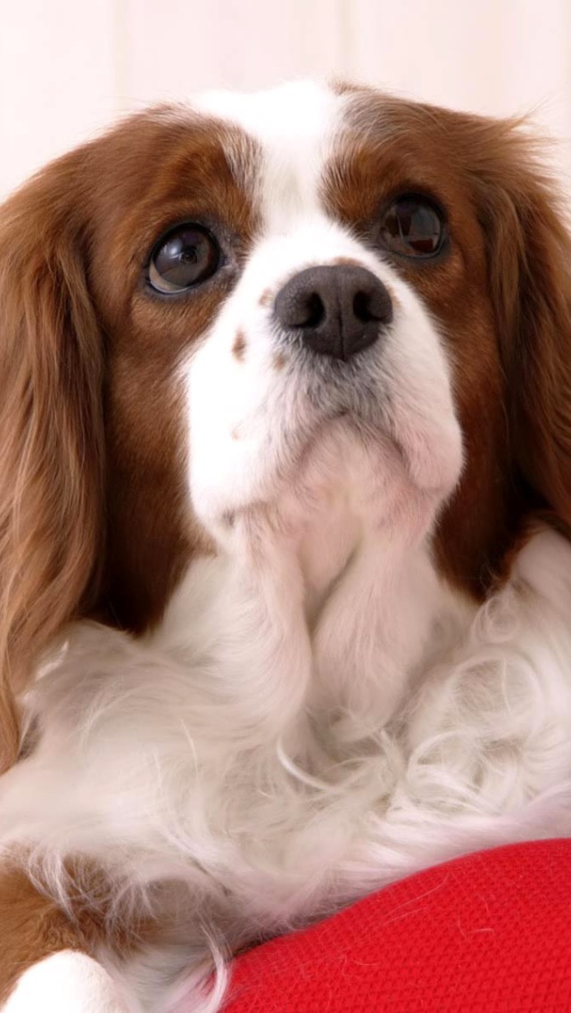 Sfondi White Cocker Spaniel 640x1136