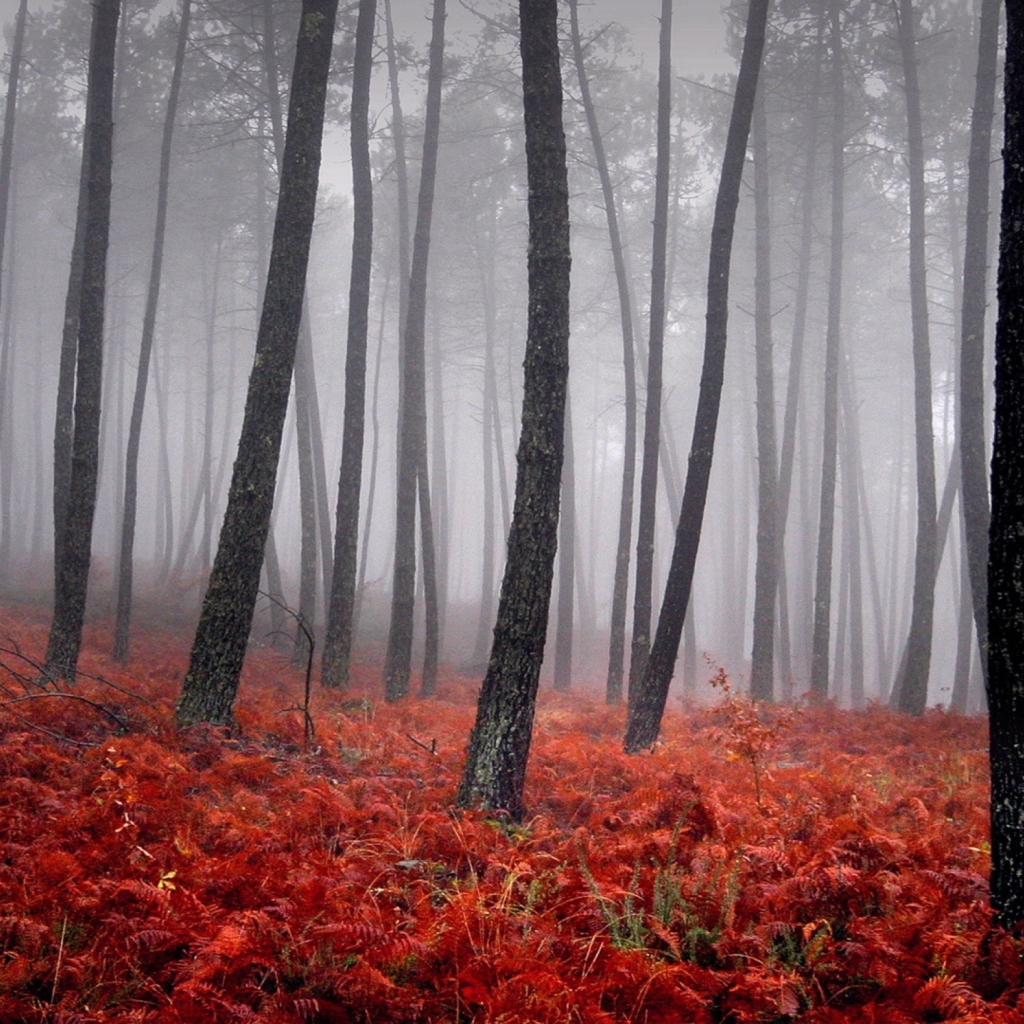 Fondo de pantalla Red Forest 1024x1024