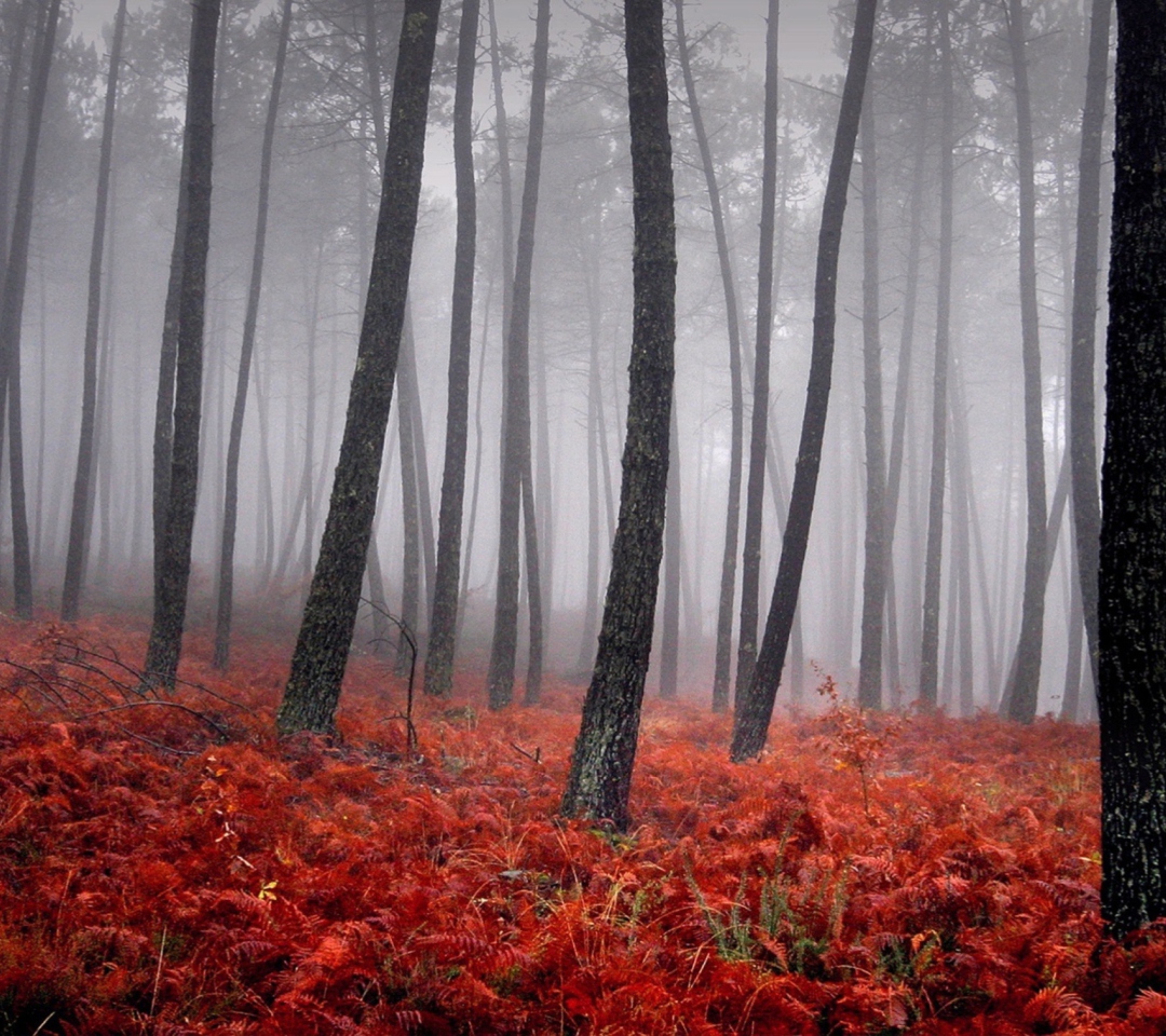 Sfondi Red Forest 1080x960