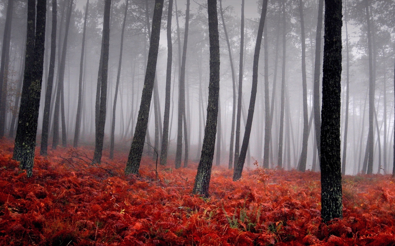 Screenshot №1 pro téma Red Forest 1280x800