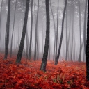 Обои Red Forest 128x128
