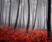 Red Forest wallpaper 176x144