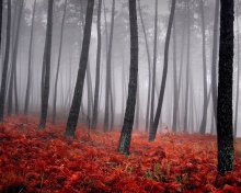 Red Forest wallpaper 220x176