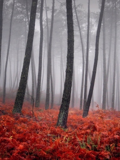 Screenshot №1 pro téma Red Forest 240x320