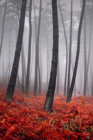 Red Forest wallpaper 320x480