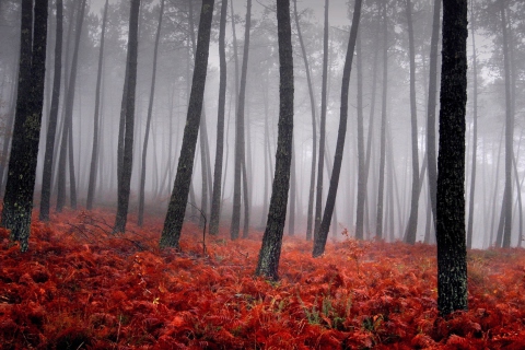 Red Forest wallpaper 480x320