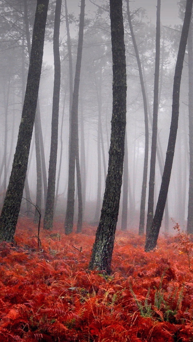 Red Forest wallpaper 640x1136