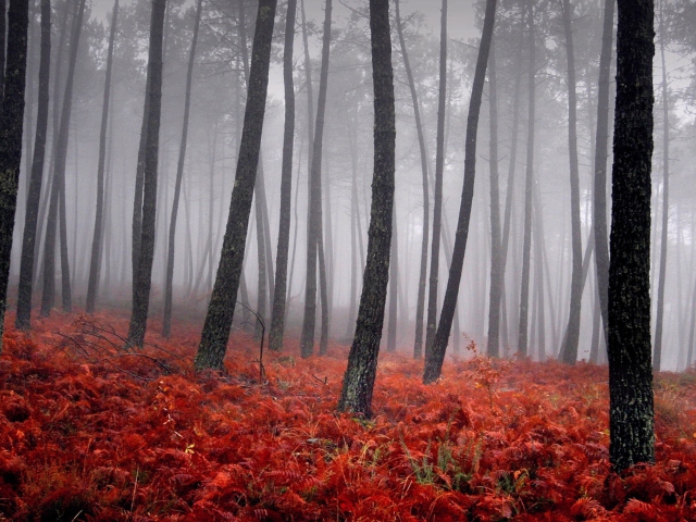 Red Forest wallpaper 640x480