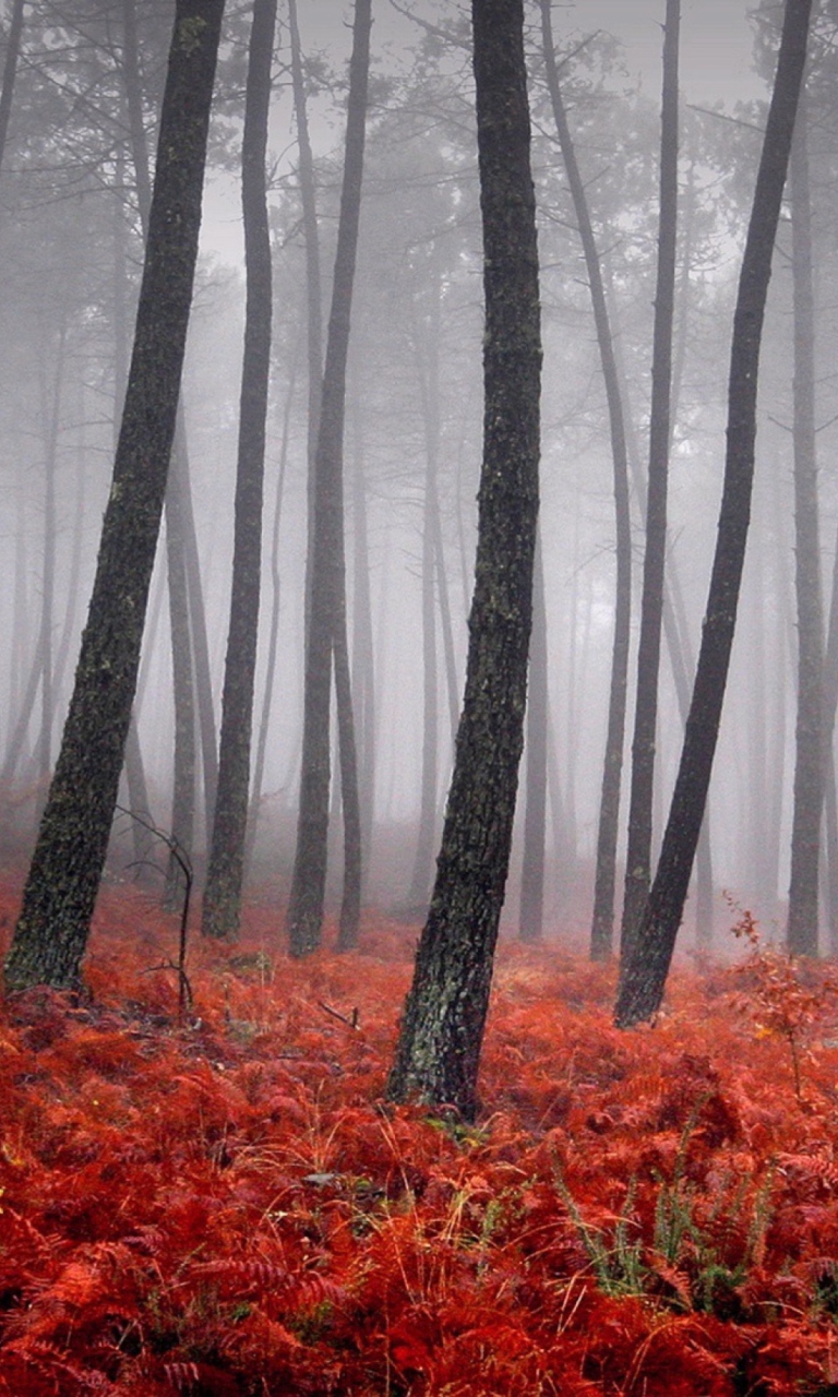 Red Forest wallpaper 768x1280