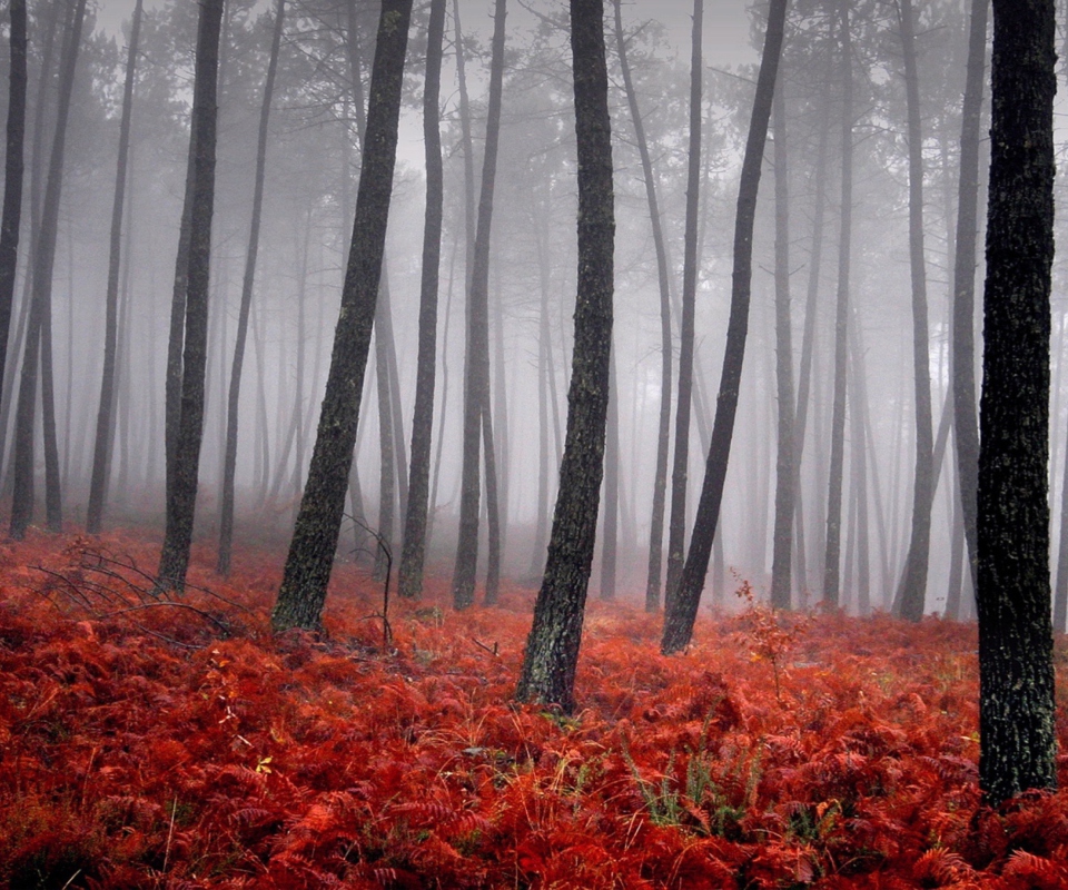 Red Forest wallpaper 960x800