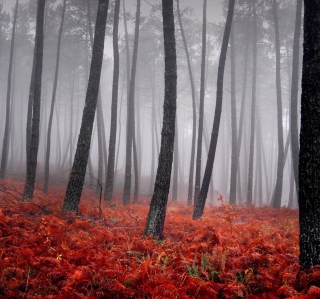 Red Forest - Obrázkek zdarma pro iPad Air
