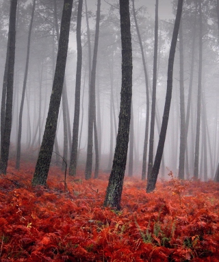 Red Forest - Obrázkek zdarma pro 320x480