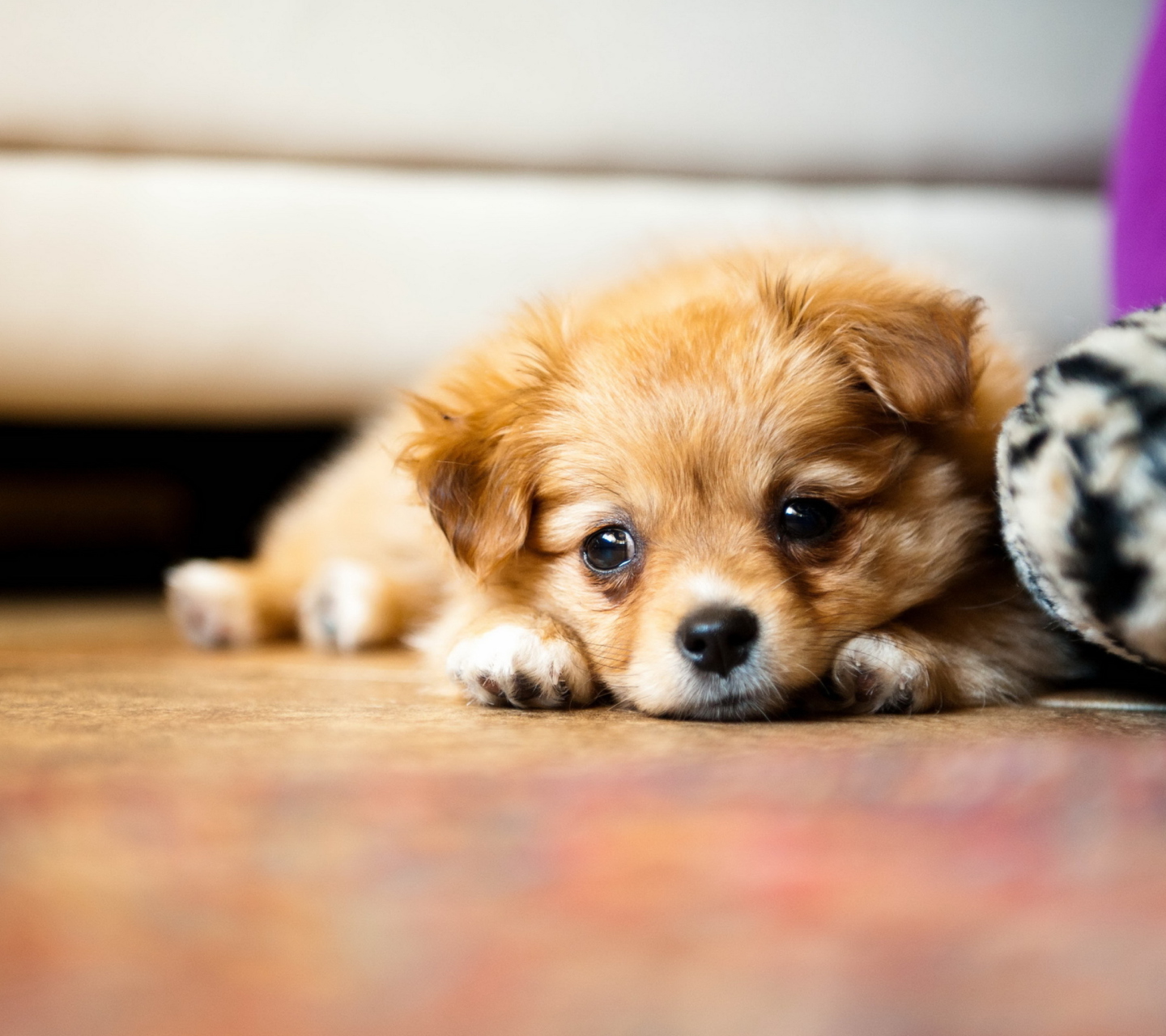 Sad Puppy wallpaper 1440x1280