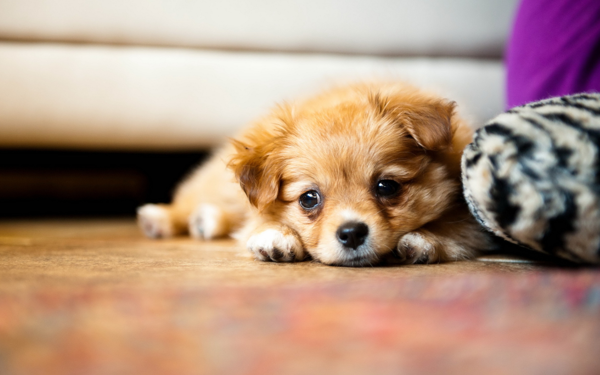 Sad Puppy wallpaper 1920x1200