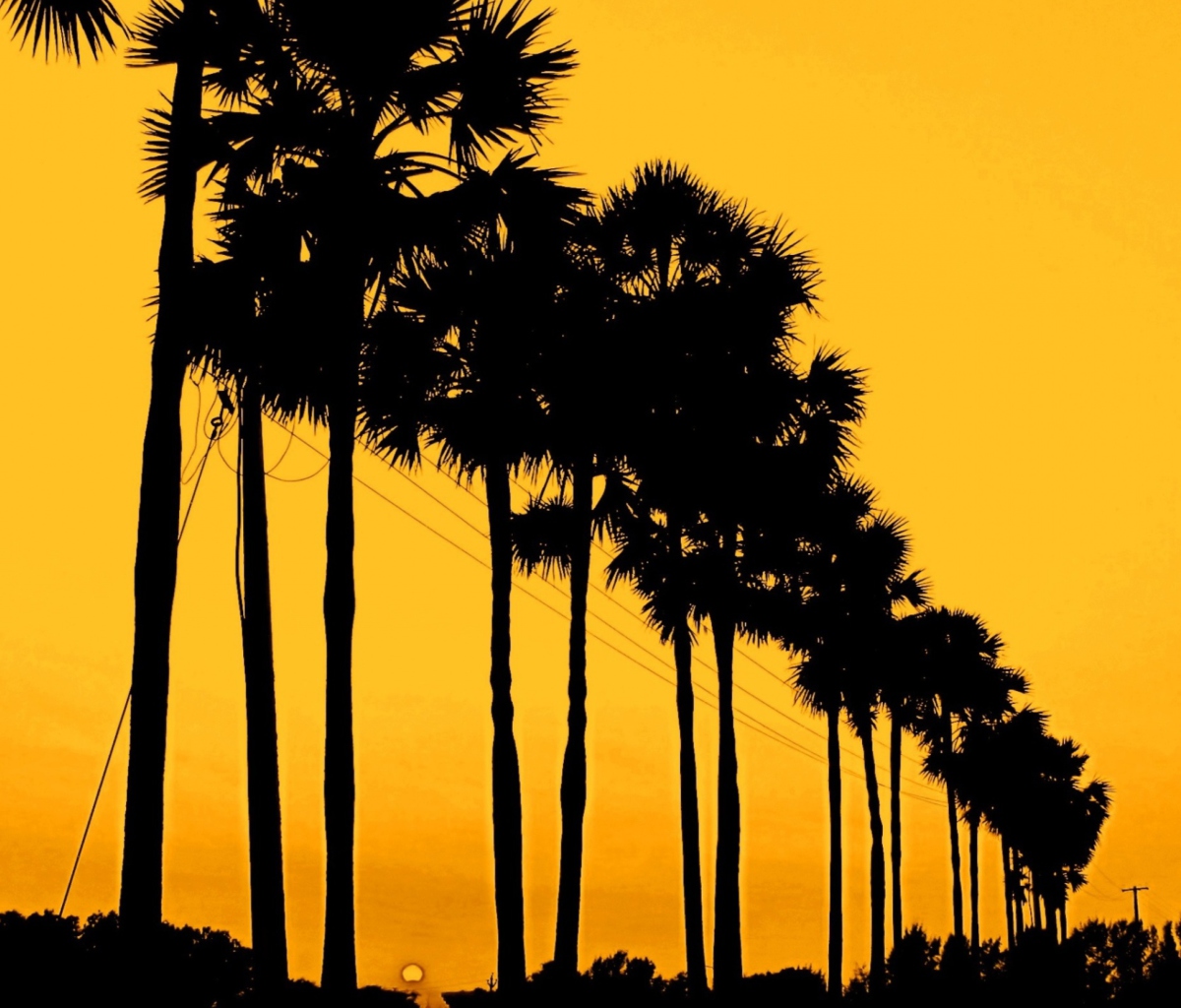 Fondo de pantalla Sunset Palms 1200x1024