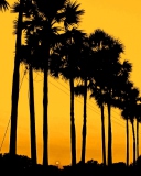 Das Sunset Palms Wallpaper 128x160