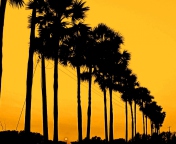 Sfondi Sunset Palms 176x144