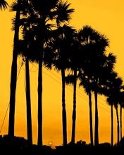 Das Sunset Palms Wallpaper 176x220