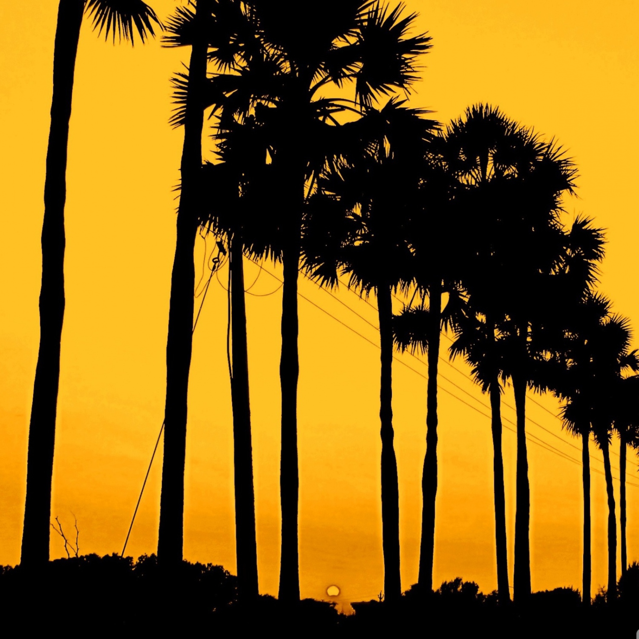 Fondo de pantalla Sunset Palms 2048x2048