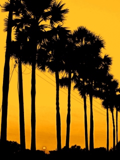 Sfondi Sunset Palms 240x320