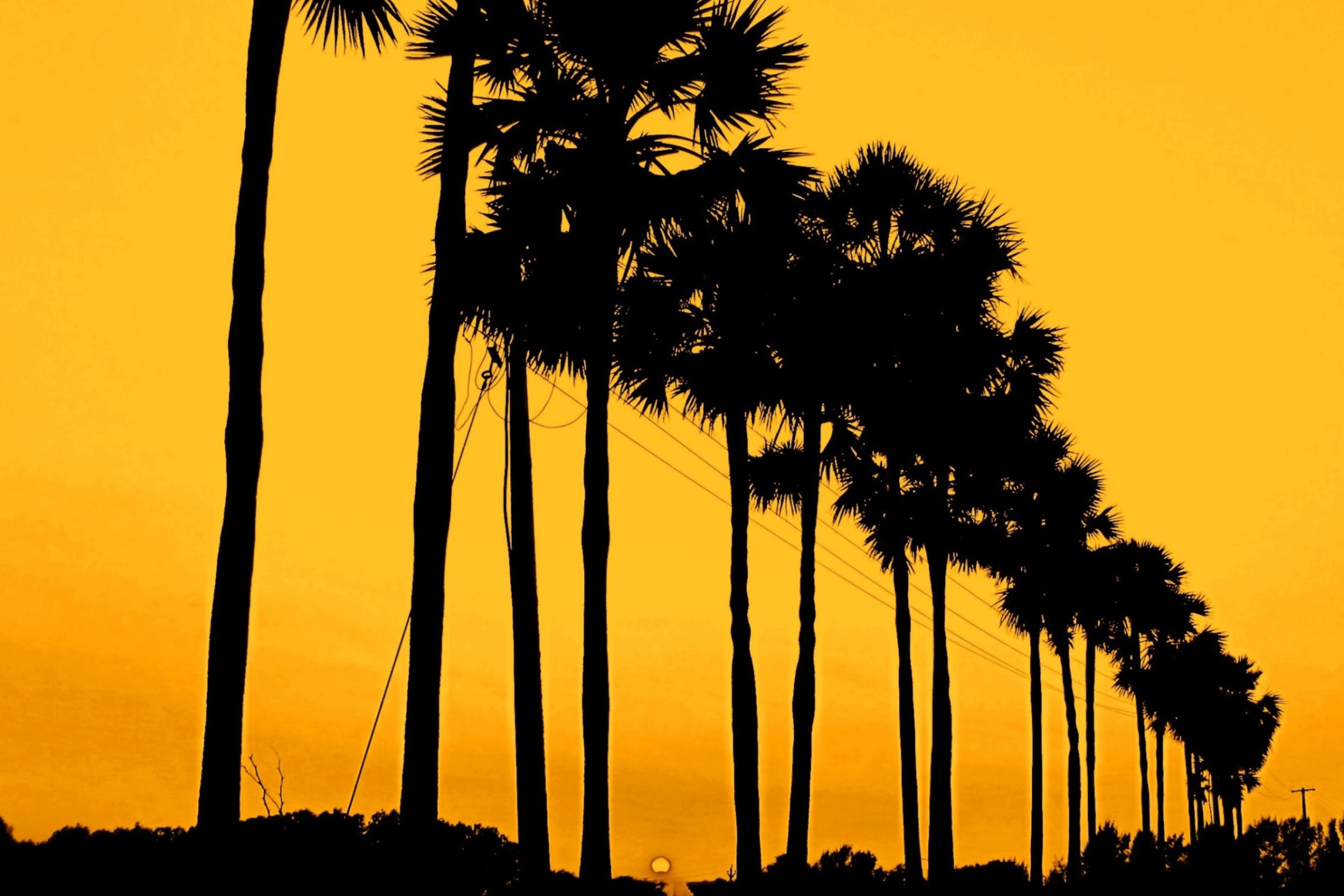 Обои Sunset Palms 2880x1920