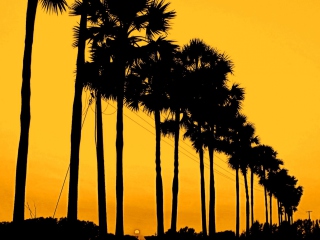 Обои Sunset Palms 320x240