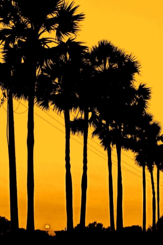 Fondo de pantalla Sunset Palms 320x480