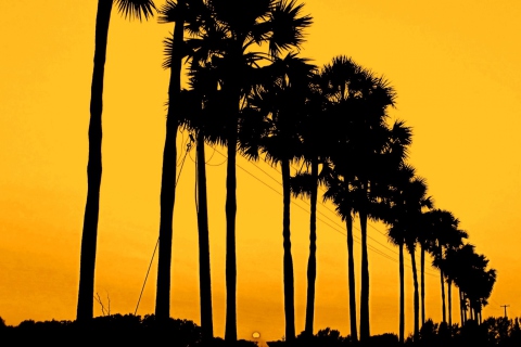 Fondo de pantalla Sunset Palms 480x320