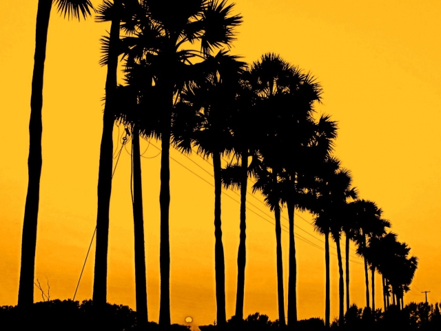 Sfondi Sunset Palms 640x480