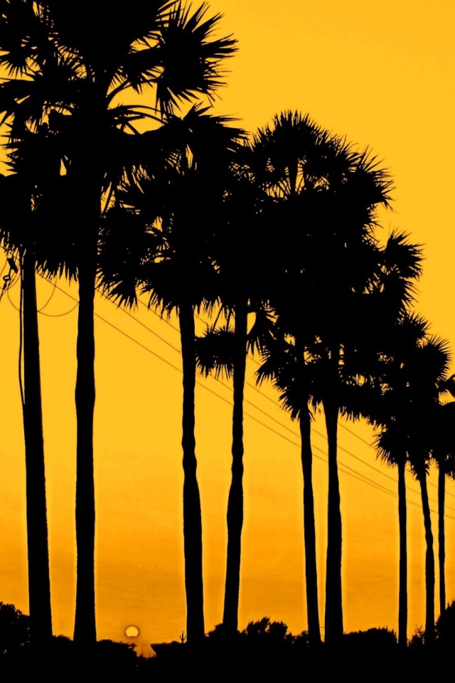 Fondo de pantalla Sunset Palms 640x960