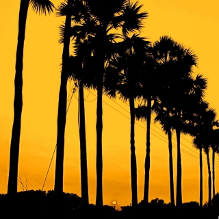 Sunset Palms - Obrázkek zdarma pro iPad 2