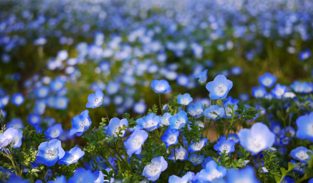 Screenshot №1 pro téma Field Of Blue Flowers 1024x600