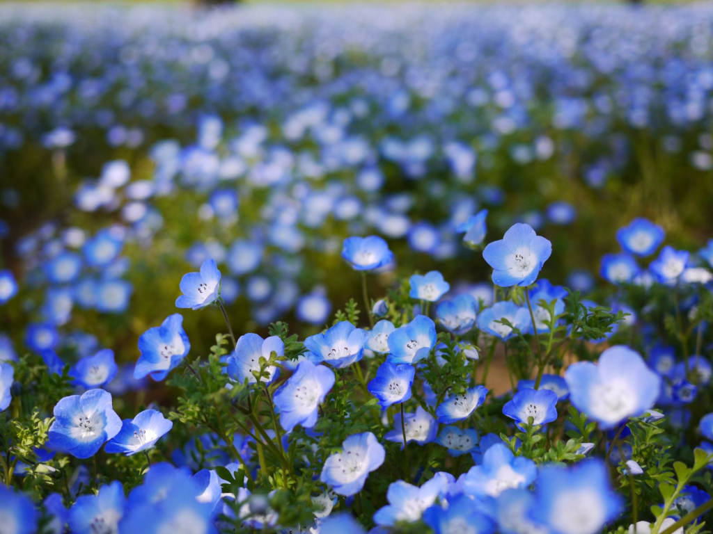 Das Field Of Blue Flowers Wallpaper 1024x768