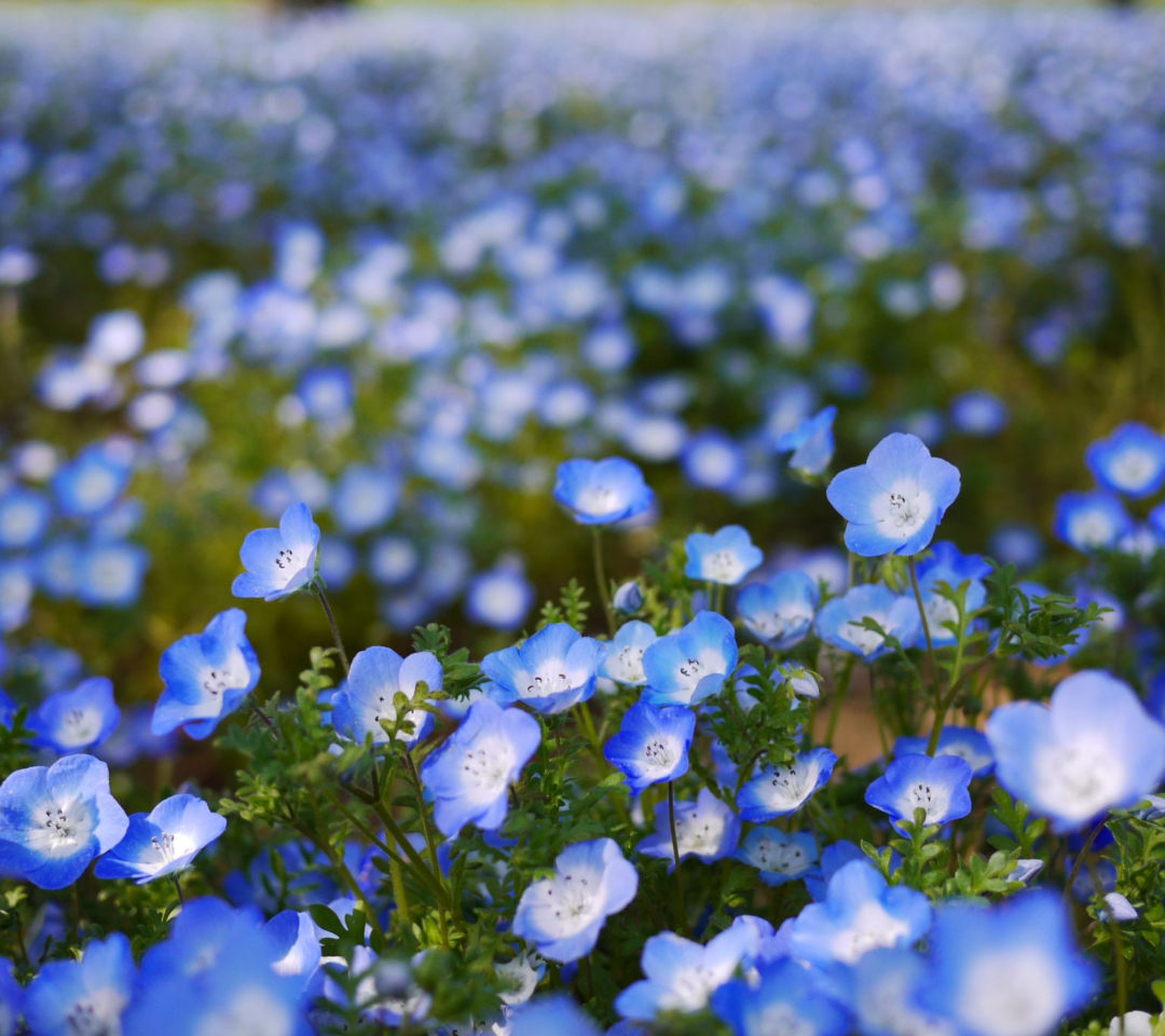 Sfondi Field Of Blue Flowers 1080x960