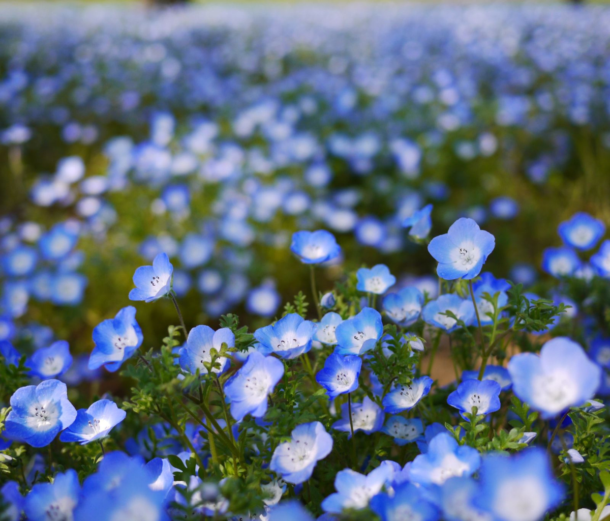 Обои Field Of Blue Flowers 1200x1024