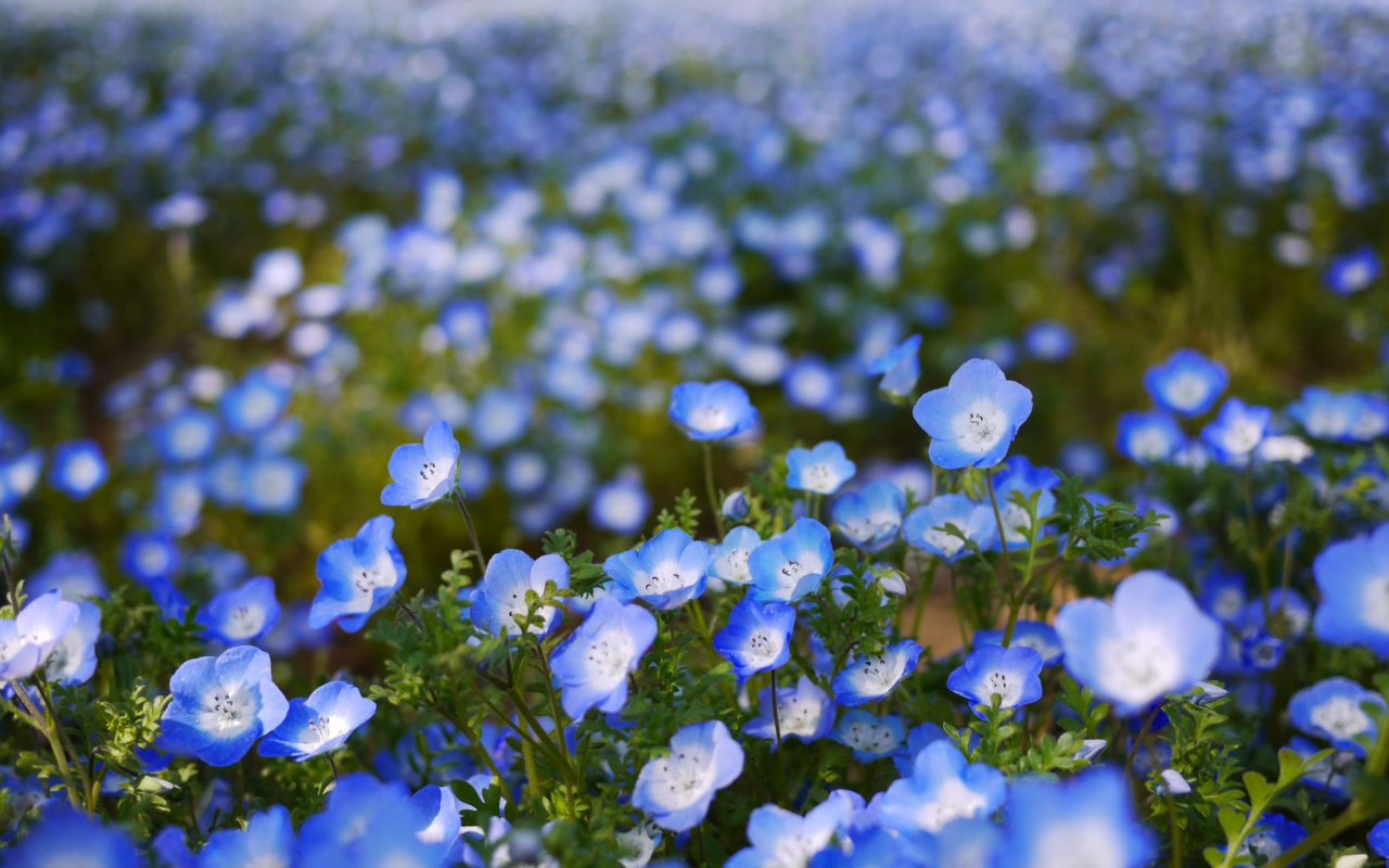 Screenshot №1 pro téma Field Of Blue Flowers 1280x800