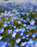 Das Field Of Blue Flowers Wallpaper 128x160