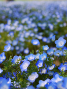 Sfondi Field Of Blue Flowers 132x176