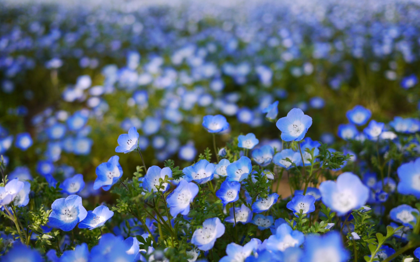 Field Of Blue Flowers screenshot #1 1440x900