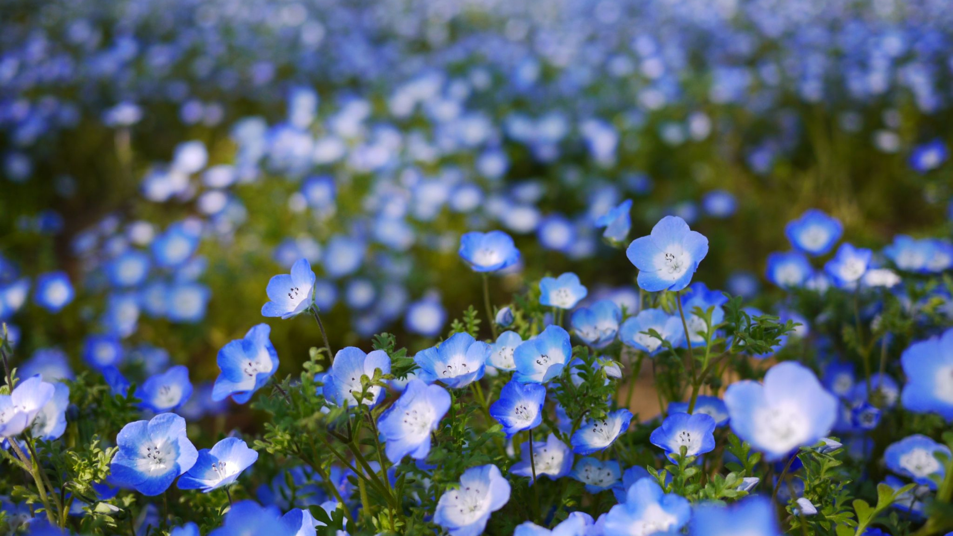 Screenshot №1 pro téma Field Of Blue Flowers 1920x1080